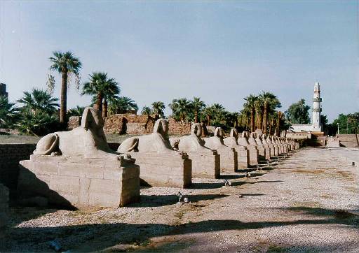 Luxor Temple   Sphinxes